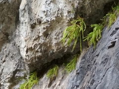 Pinguicula longifolia