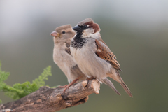 House Sparrow - Photo (c) Ximo Galarza, some rights reserved (CC BY-NC-SA)
