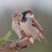 House Sparrow - Photo (c) Ximo Galarza, some rights reserved (CC BY-NC-SA)