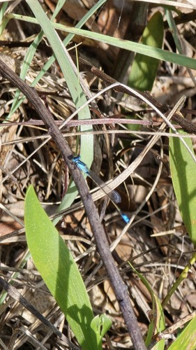 Australian Bluetail