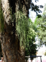 Rhipsalis baccifera