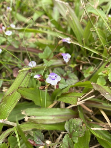 Foto de Torenia