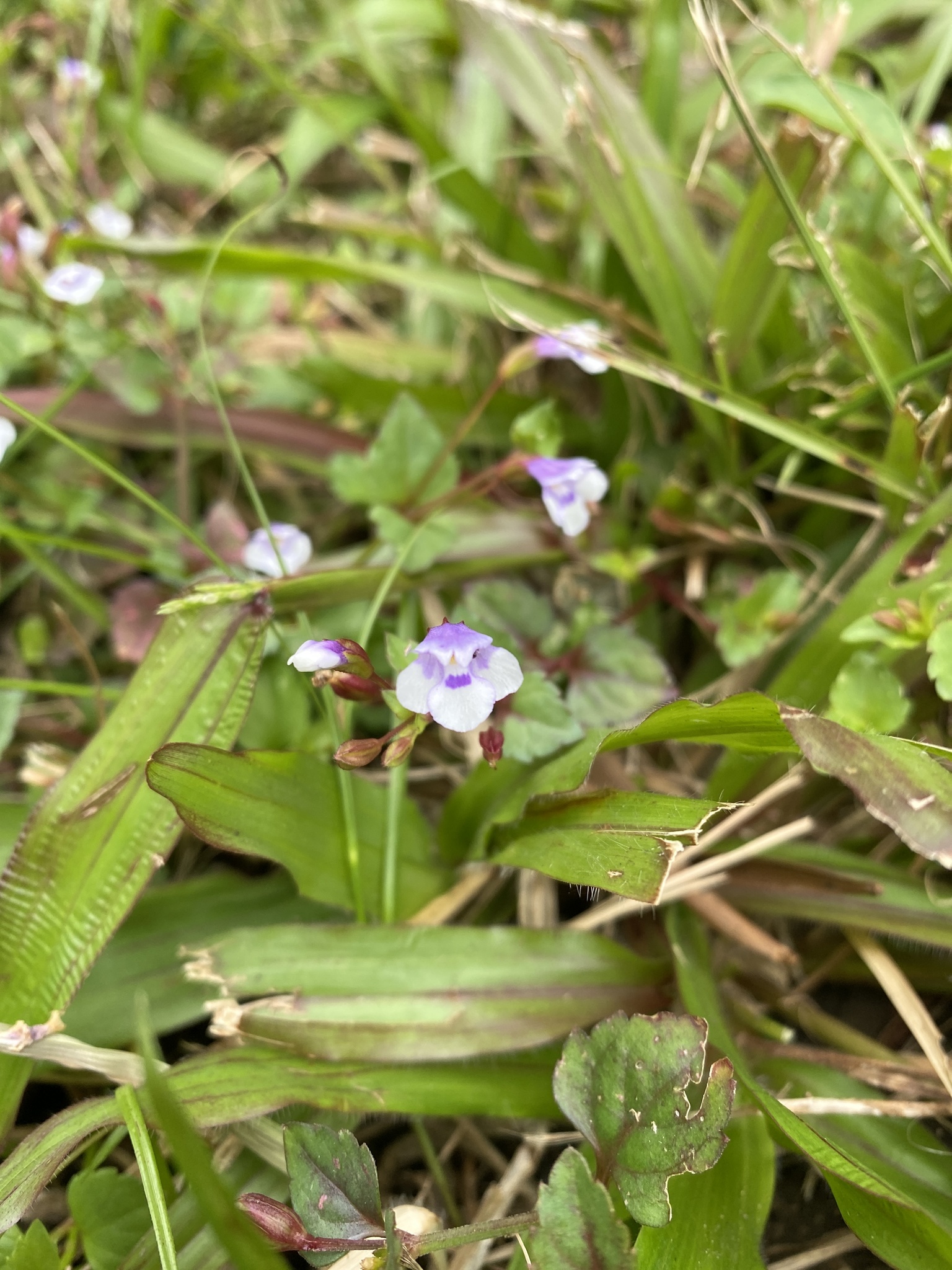 Imagem de Torenia