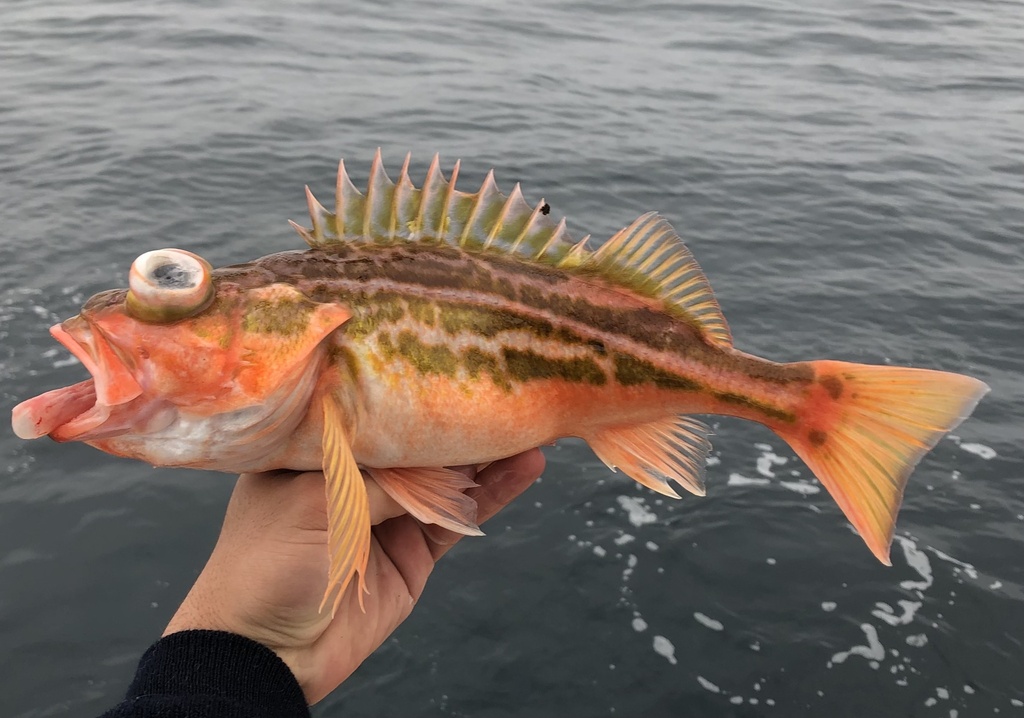 Greenstripe rockfish (Sebastes elongatus) — Sebastidae