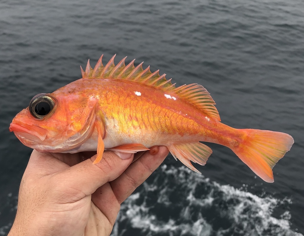 Swordspine rockfish (Sebastes ensifer) — Sebastidae