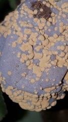 Monilinia laxa