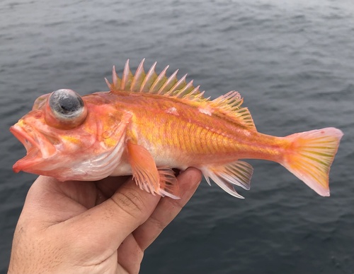 Swordspine rockfish (Sebastes ensifer) — Sebastidae — 5
