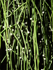 Rhipsalis baccifera