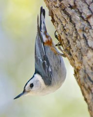 White-breasted Nuthatch - Photo (c) wplynn, some rights reserved (CC BY-ND)