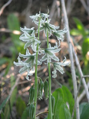 Ornithogalum boucheanum