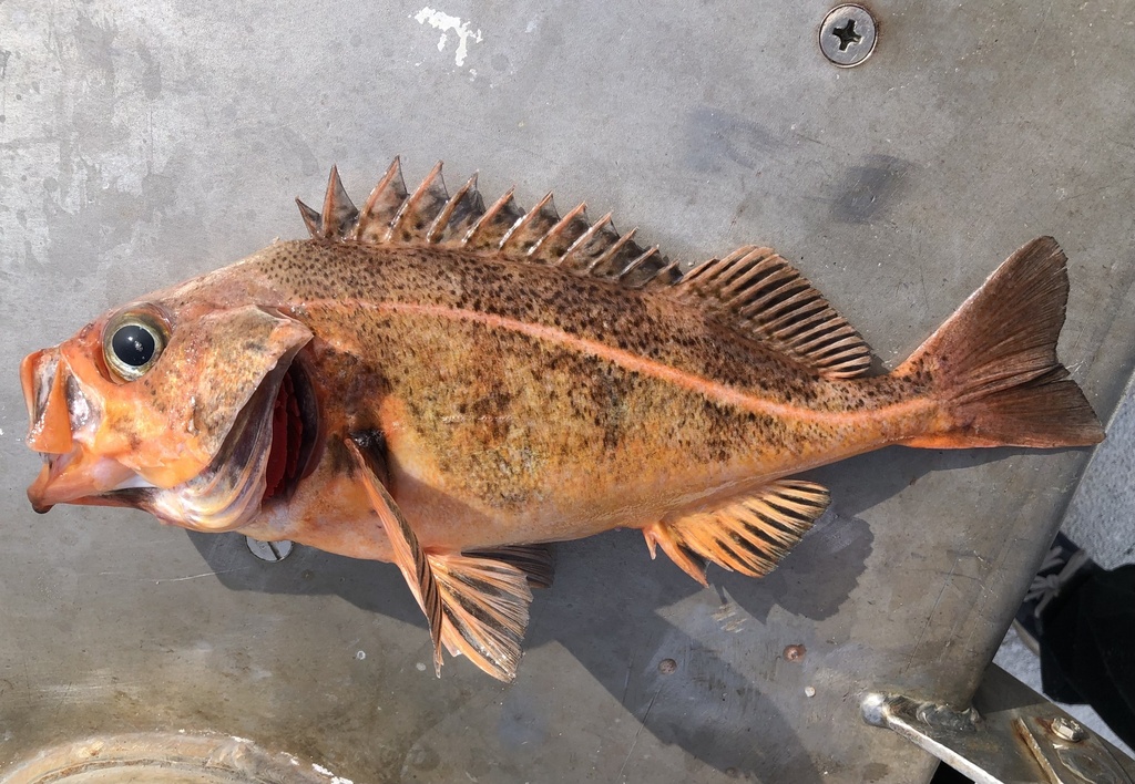 Bank Rockfish