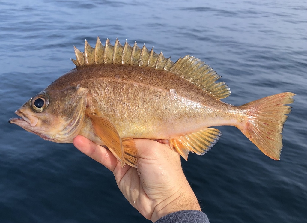 Speckled rockfish (Sebastes ovalis) — Sebastidae