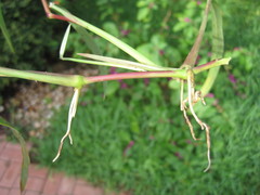 Urochloa fusca