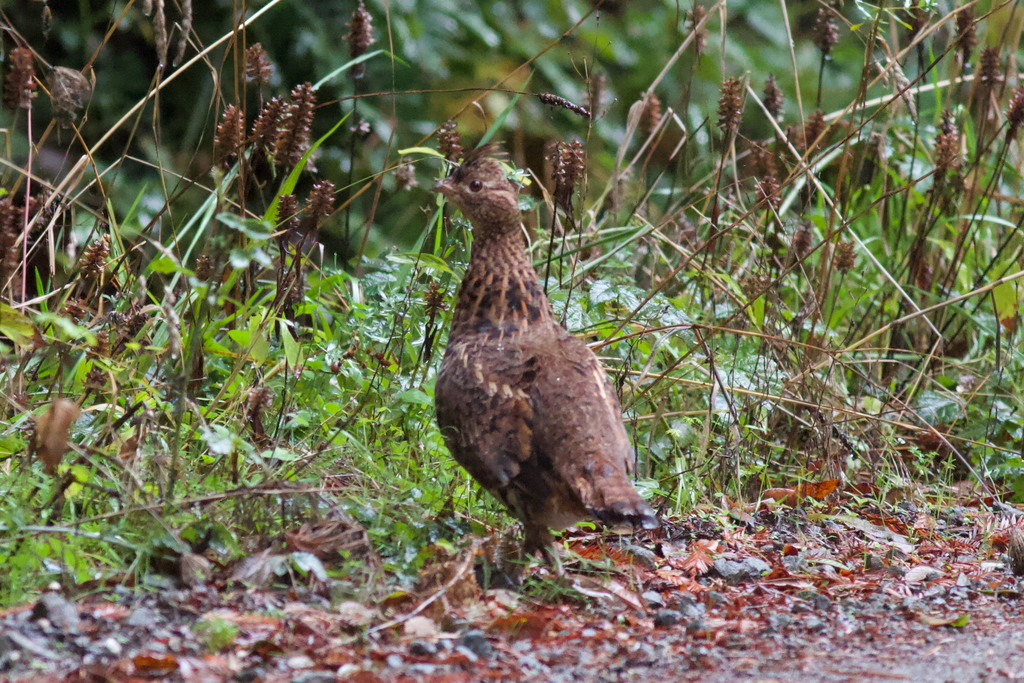 Ruffed Grouse from Humboldt County, CA, USA on November 19, 2016 at 04: ...