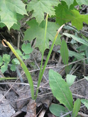 Ornithogalum boucheanum