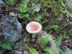 Russula nitida