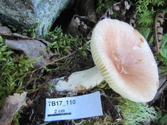 Russula nitida
