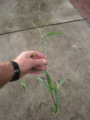 Urochloa fusca