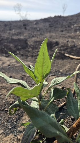 Slender Sunflower foliage