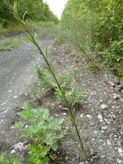 Erysimum virgatum