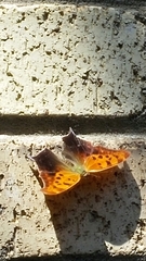 Polygonia interrogationis
