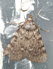 Aglossa pinguinalis