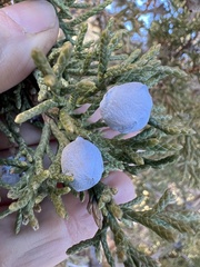 Juniperus osteosperma