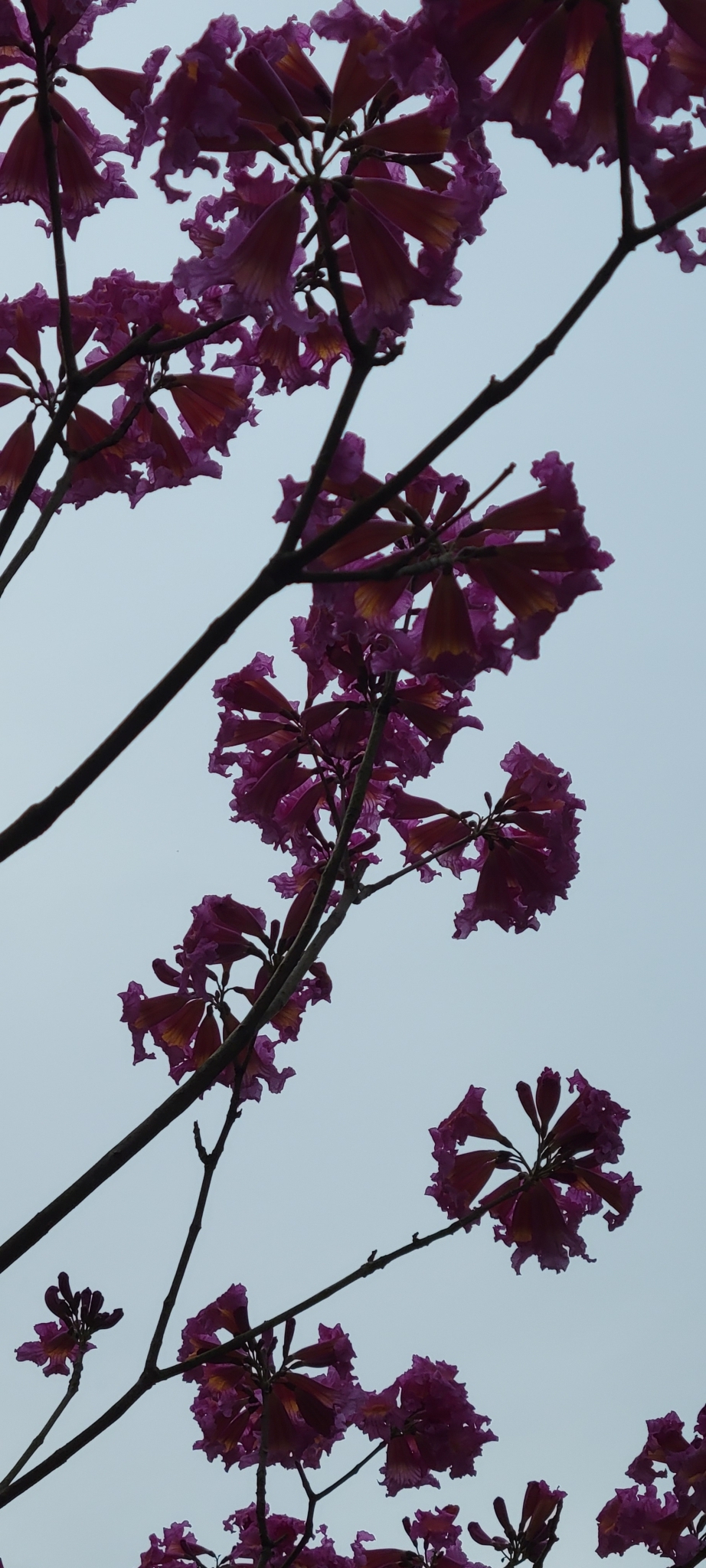 Imagem de Ipê-roxo
