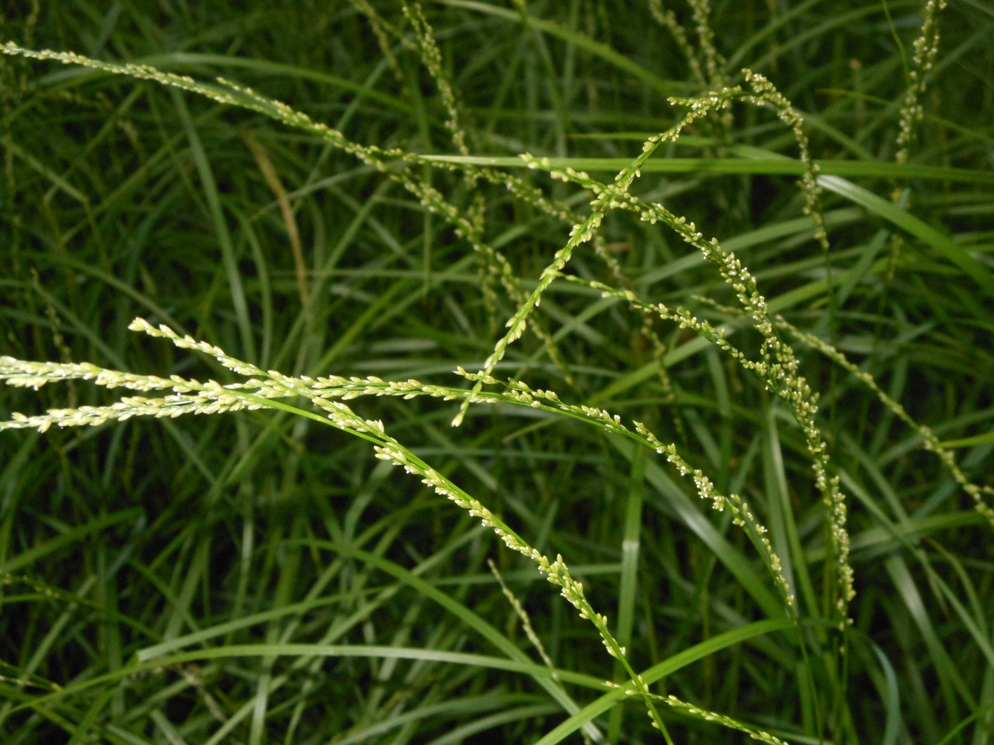 Glyceria melicaria