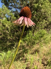 Echinacea atrorubens
