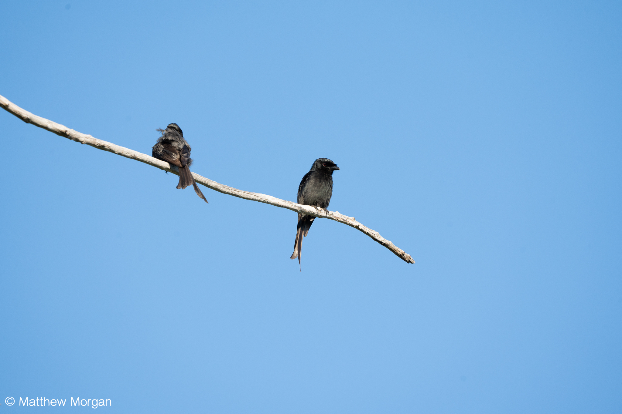Aldabra Drongo (Dicrurus aldabranus), photo 1