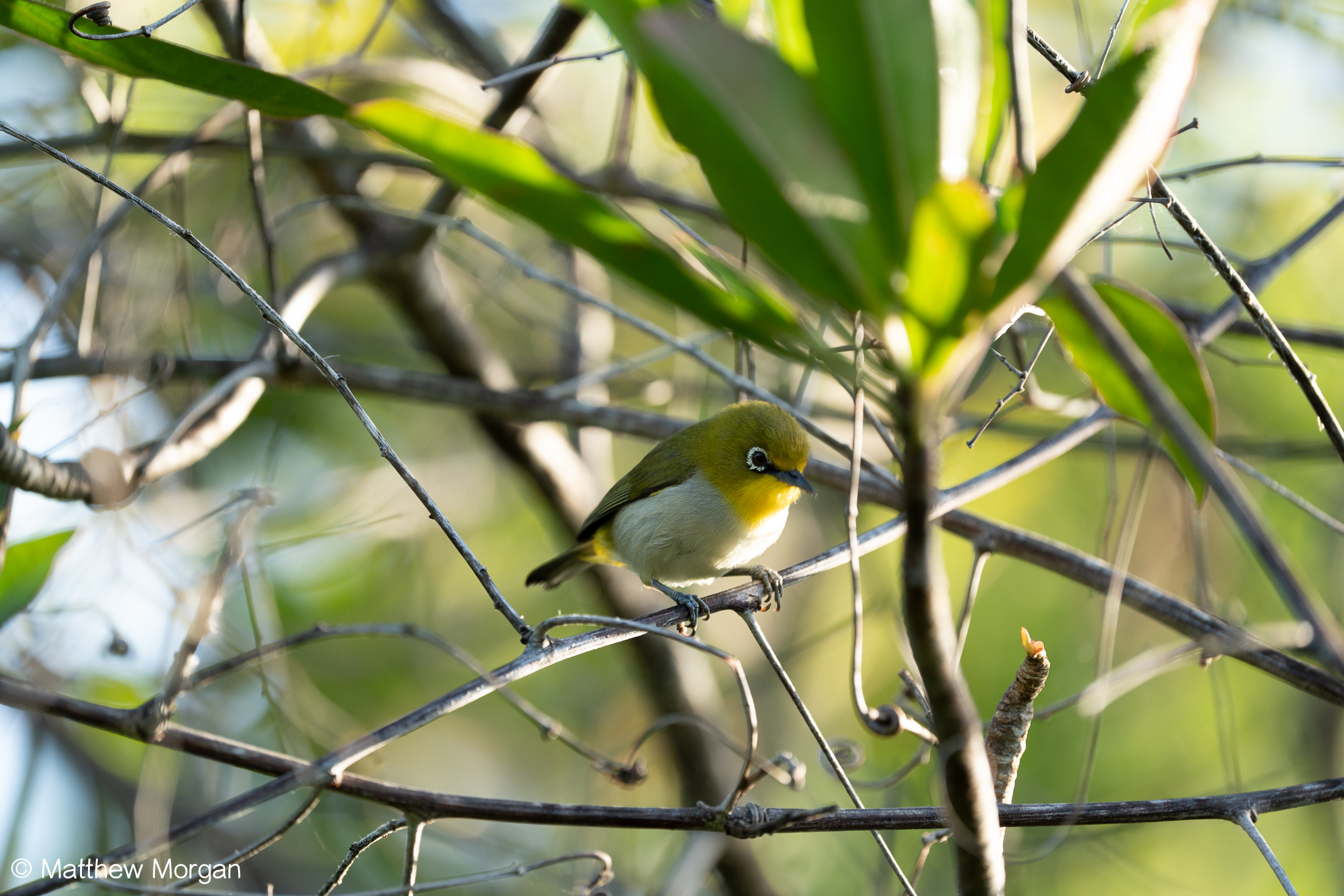 Aldabra White-eye illustration