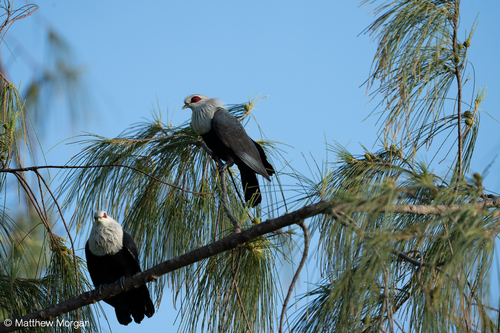 Comoro Blue Pigeon (Alectroenas sganzini), photo 4