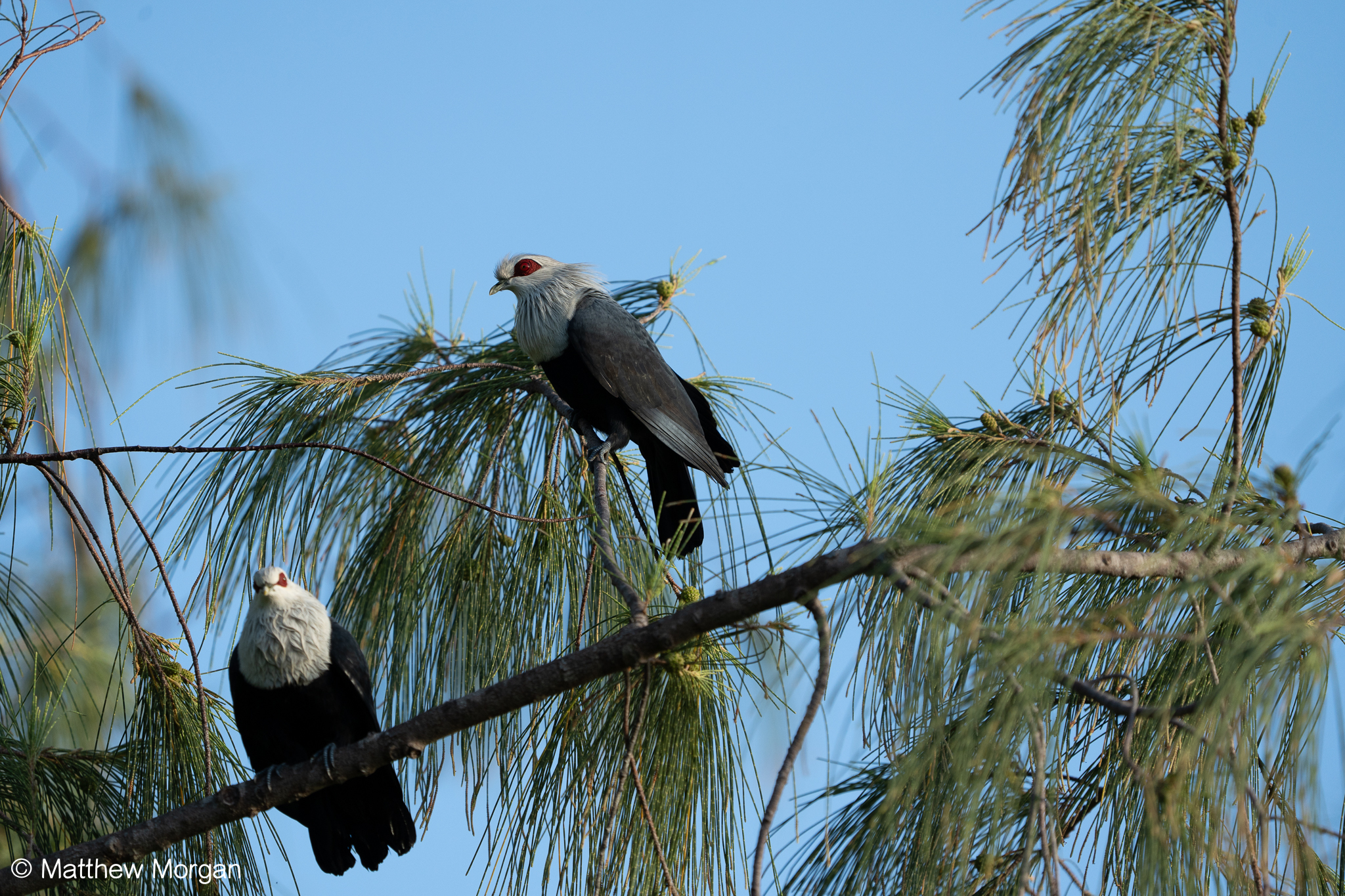 Comoro Blue Pigeon (Alectroenas sganzini), photo 1