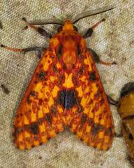 Symphlebia