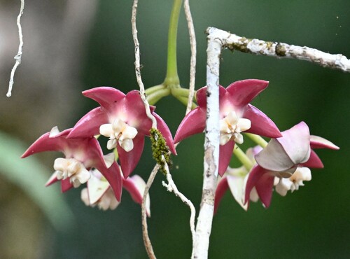 Hoya imperialis Lindl. 2