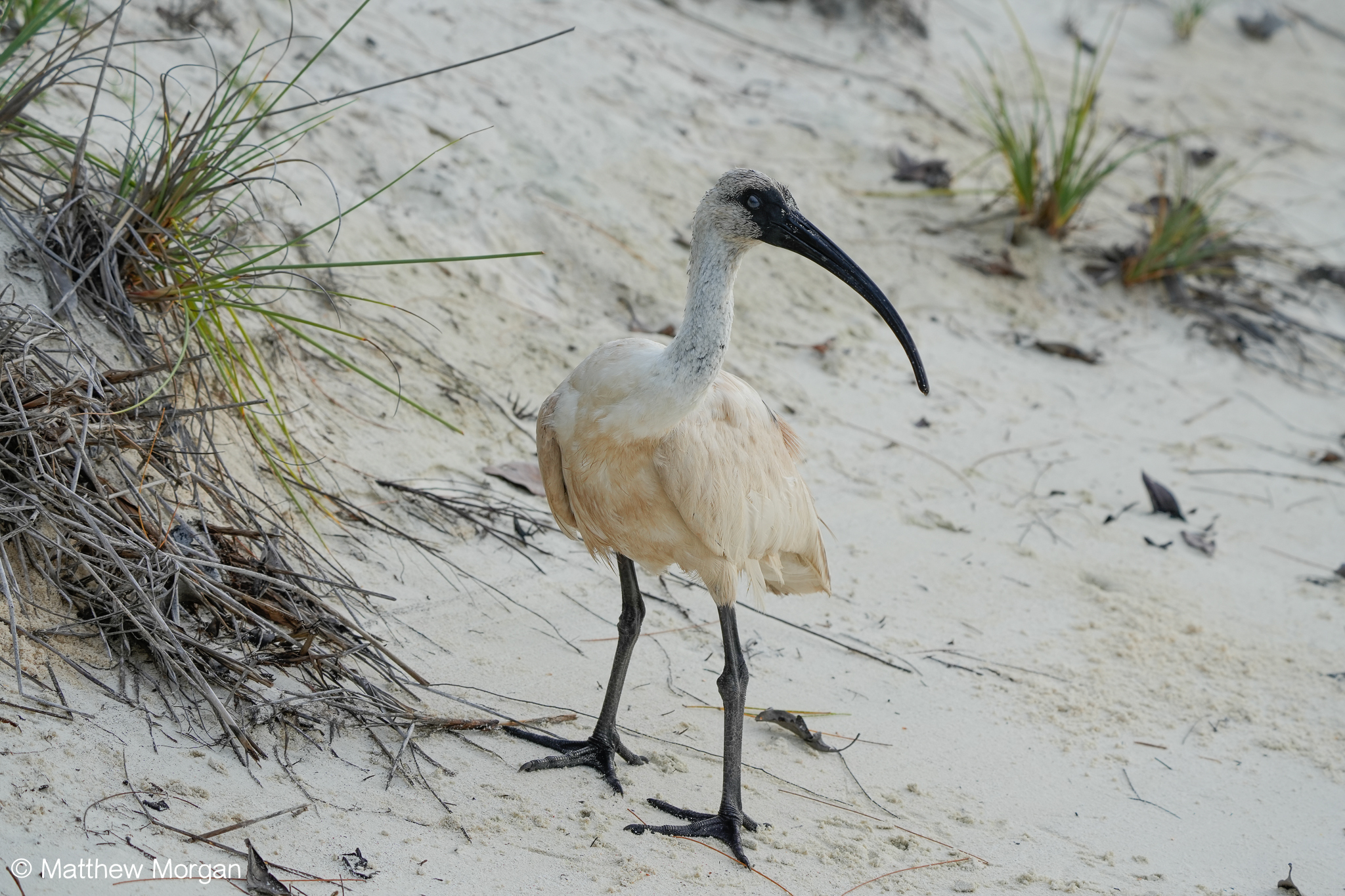 Malagasy Sacred Ibis (Threskiornis bernieri), photo 1