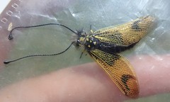 Libelloides longicornis