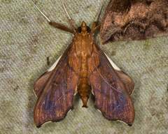 Anarmodia