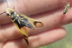 Libelloides longicornis