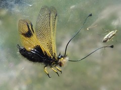 Libelloides longicornis