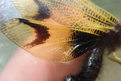 Libelloides longicornis