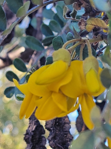 Image of Sophora chrysophylla by (c) norcalmc, some rights reserved (CC BY)
