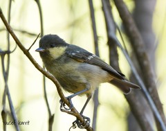 Periparus ater ledouci