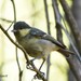 Algerian Coal Tit - Photo (c) Youcef karrit, some rights reserved (CC BY-NC), uploaded by Youcef karrit