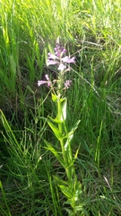 Physostegia parviflora