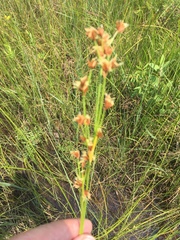 Cladium mariscoides