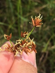 Cladium mariscoides