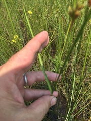 Cladium mariscoides