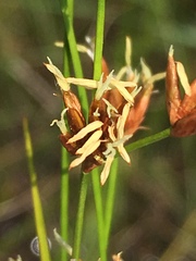 Cladium mariscoides